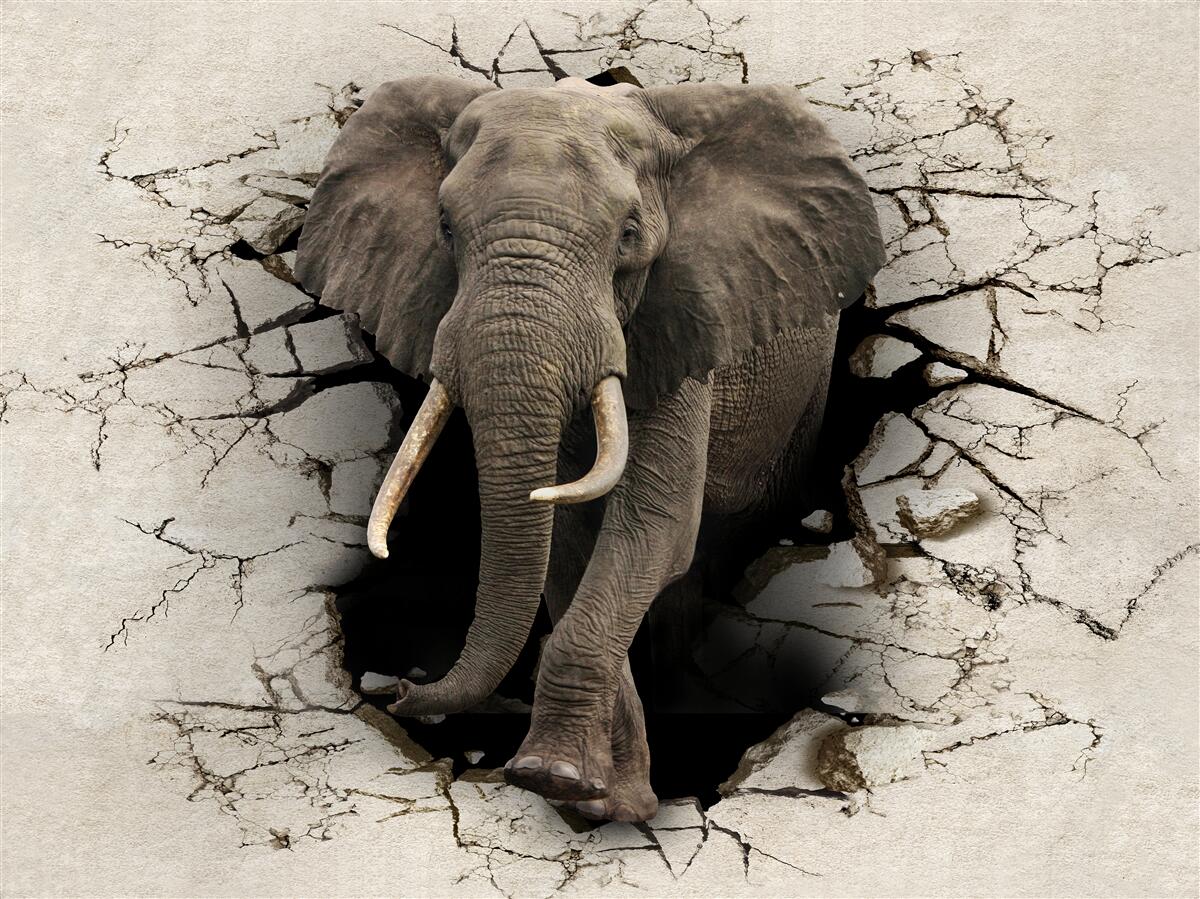 Fototapeta slon prekročí prekážku