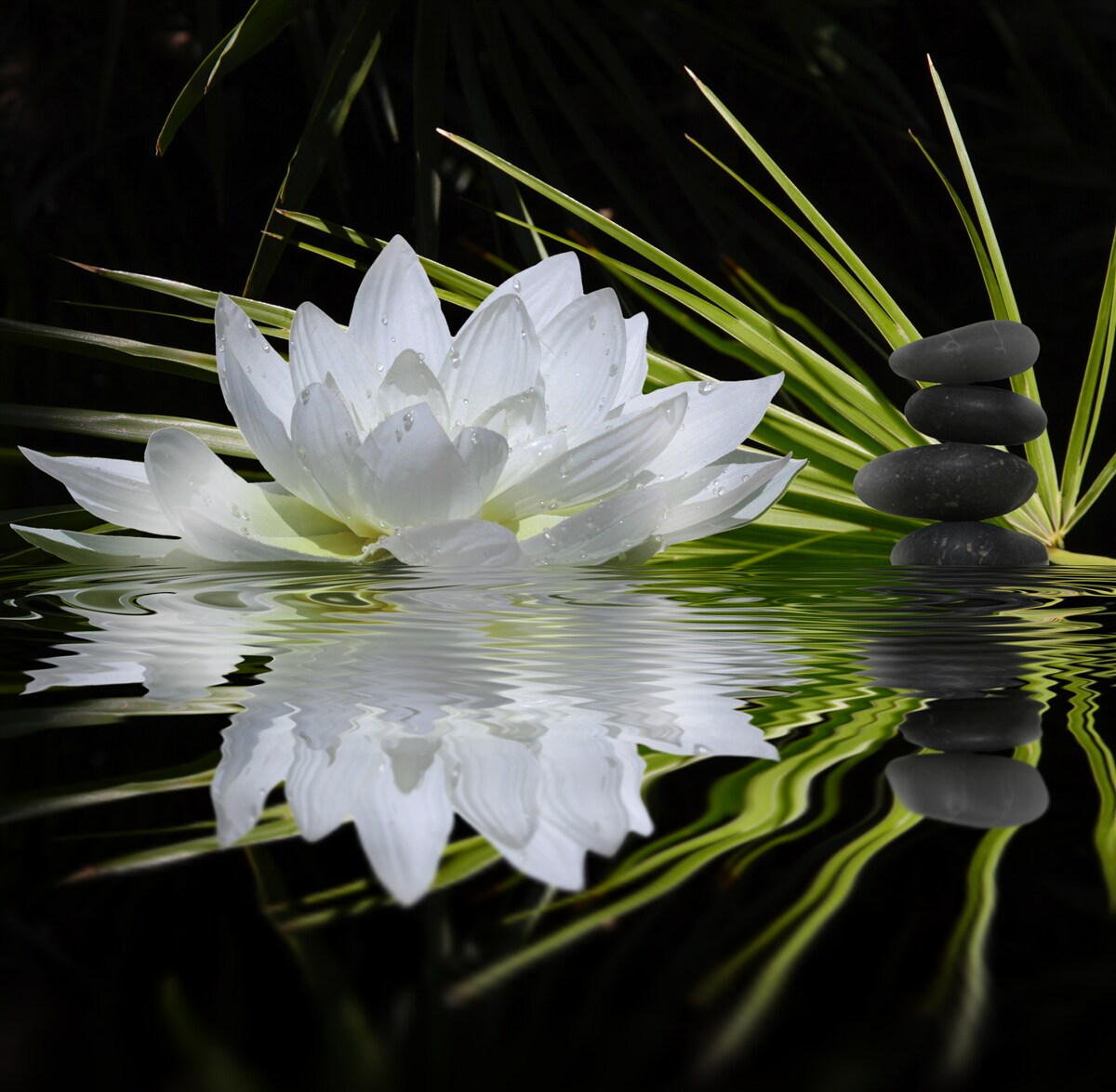 Fototapeta kamene a biele lotosy