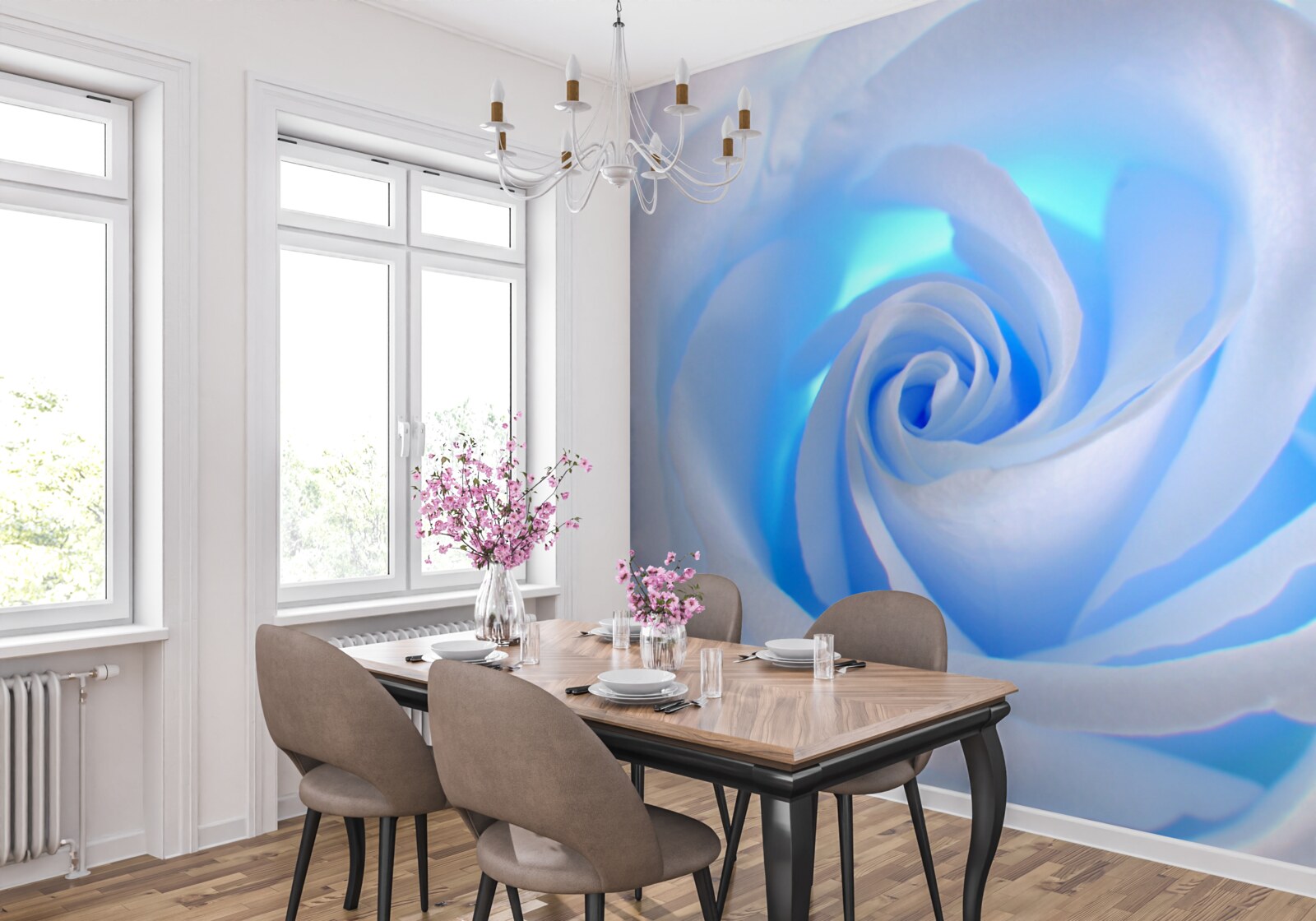 Fototapeta modré svetlo prenikajúce cez jemnú bielu ružu