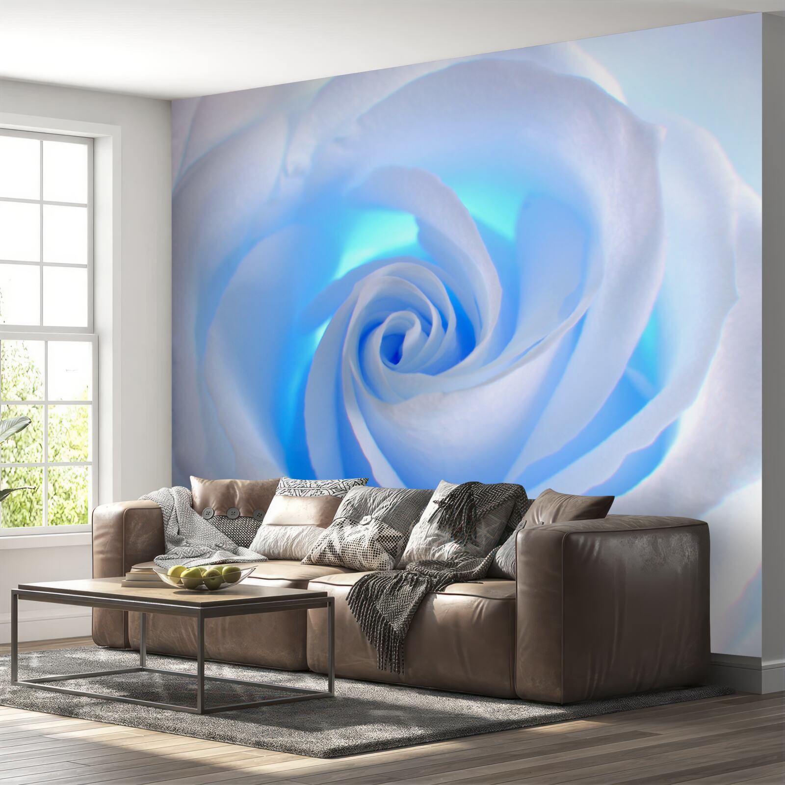 Fototapeta modré svetlo prenikajúce cez jemnú bielu ružu