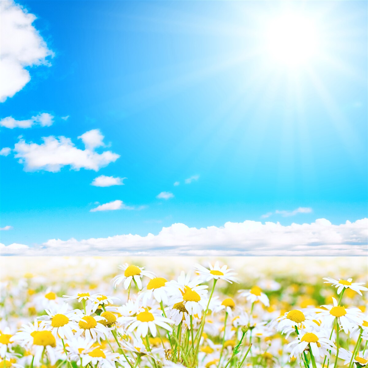 Fototapeta Slnečné svetlo osvetľuje pole hojných sedmokrások