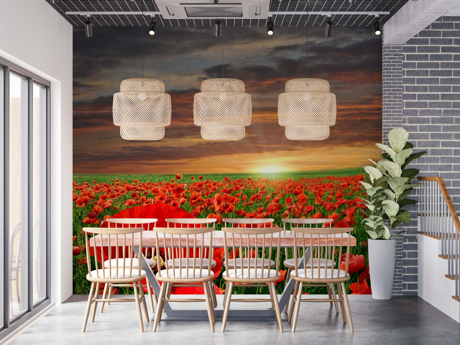 Fototapeta západ slnka nad poľom šarlátových makov