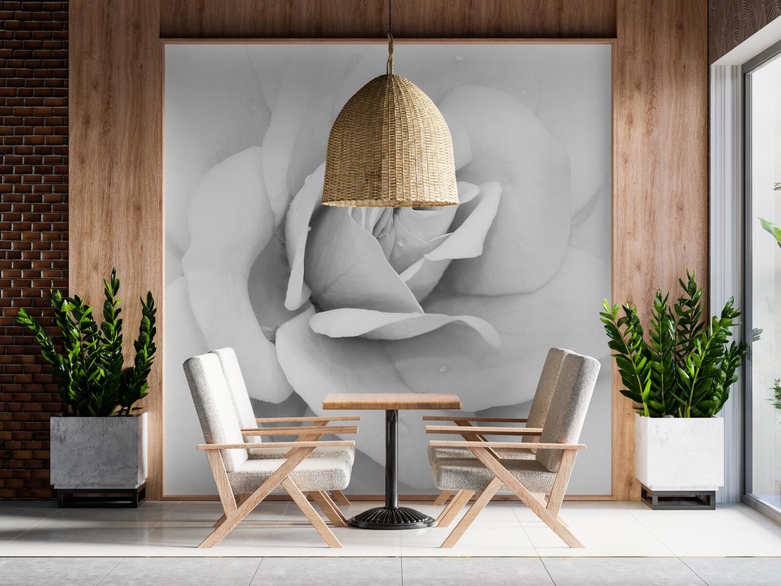 Fototapeta zväčšený obraz bielej ruže