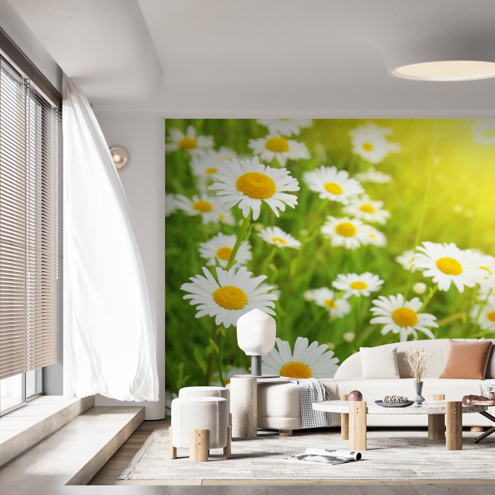 Fototapeta pole snehobielych sedmokrások v zeleni