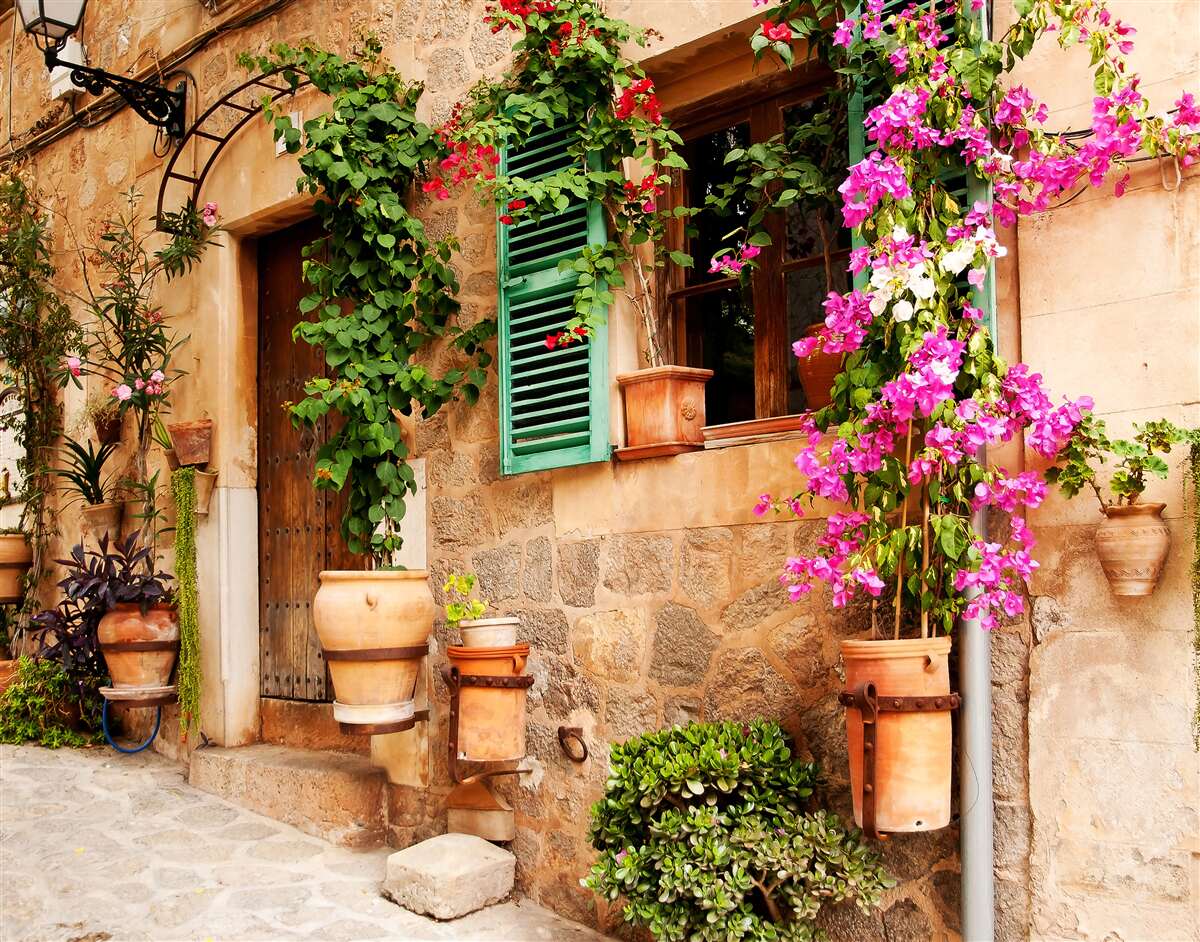 Fototapeta rastliny v nádobách na starodávnom chodníku