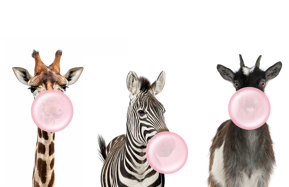 Fototapeta tvory vytvárajú bublinu pomocou žuvačky