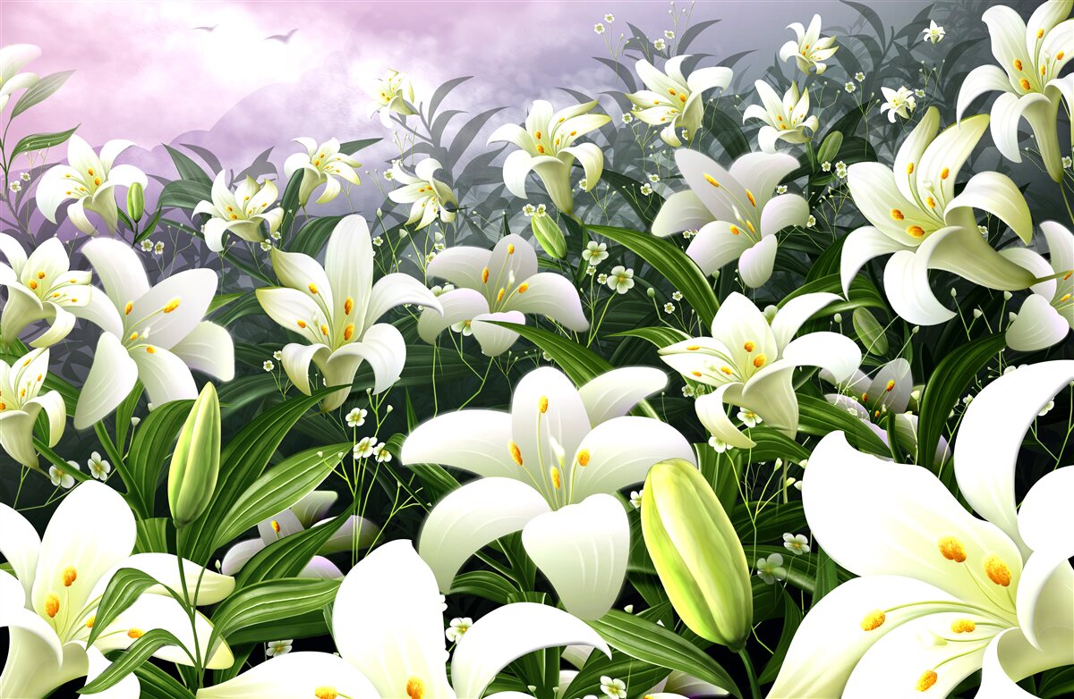 Fototapeta snehovo biely koberec z ľalií