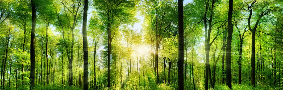 Fototapeta slnečné lúče prenikajú cez listy stromov