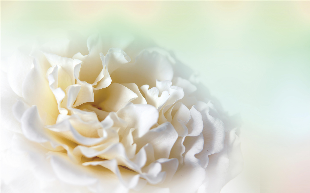 Fototapeta pivonka pozadie v krémových a nadýchaných odtieňoch