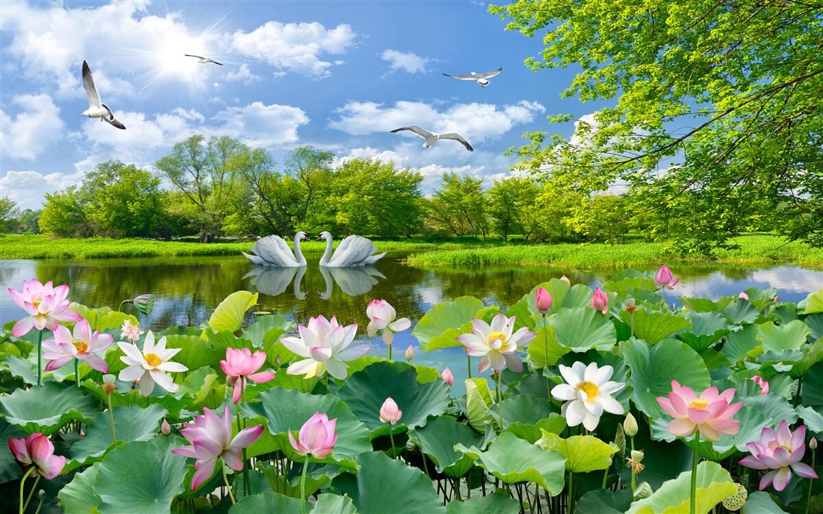 Fototapeta dve labute plávajú na jazierku s leknami