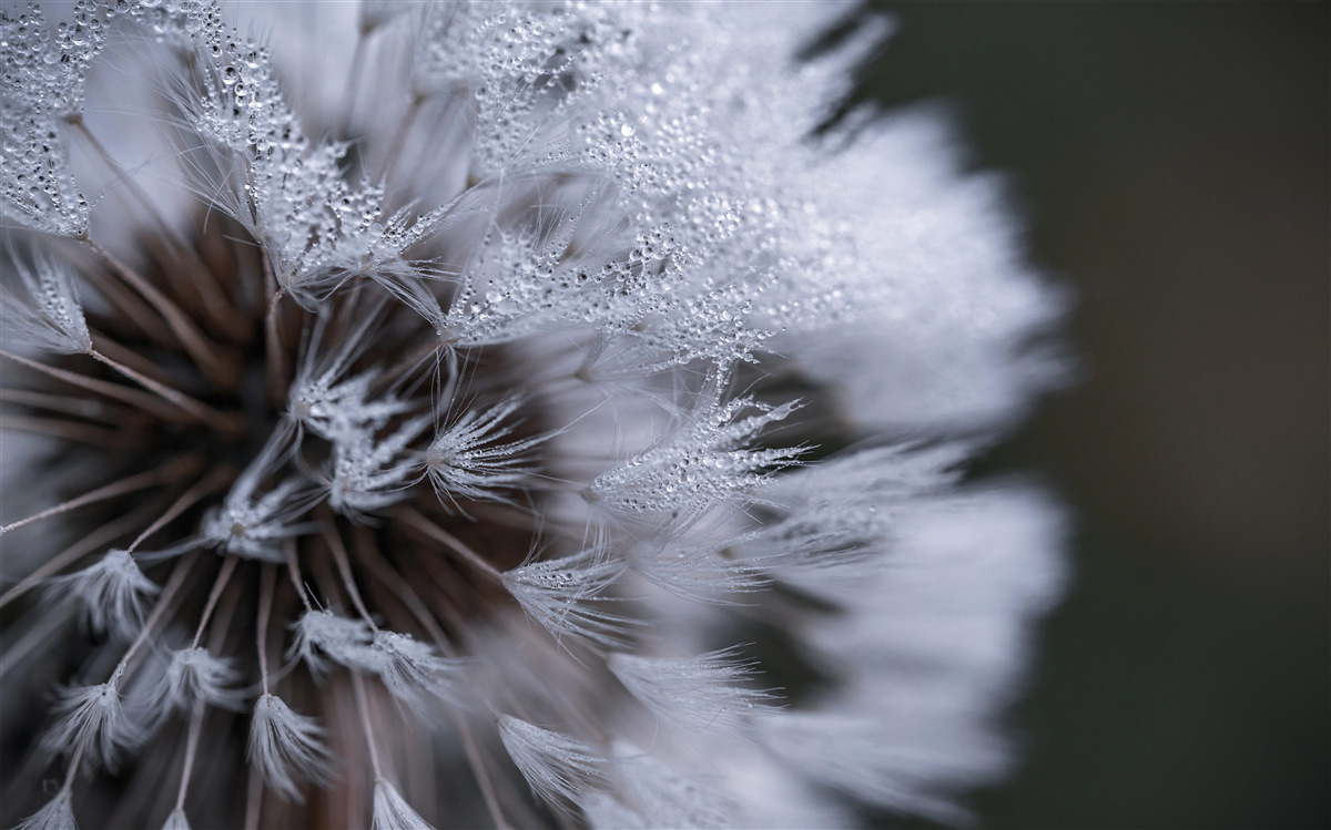 Fototapeta kvety púpavy s nadýchanými lupeňmi