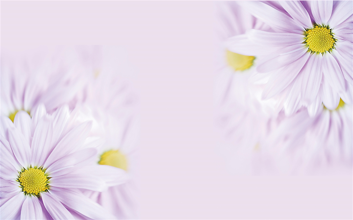 Fototapeta rafinované snehobiele sedmokrásky