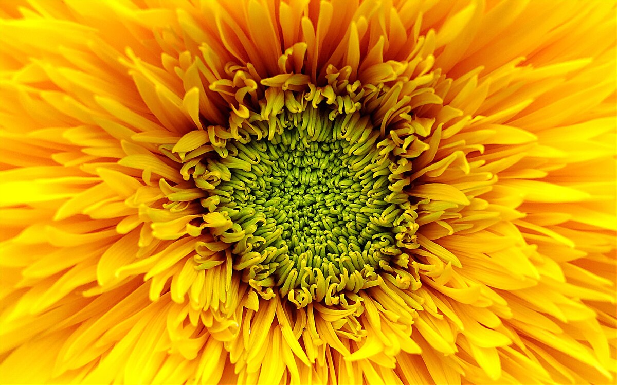 Fototapeta kvet so zeleným stredom, maľovaný svetložltou farbou