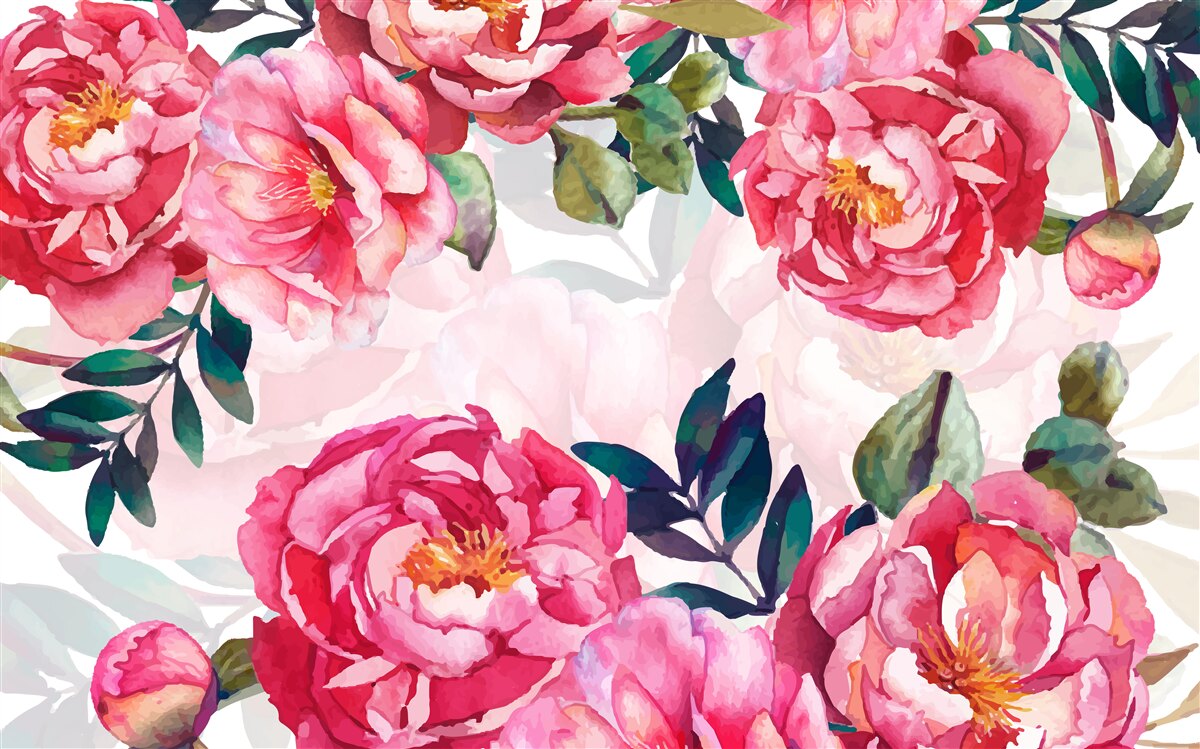 Fototapeta pivonky sú veľké a šarlátovej farby