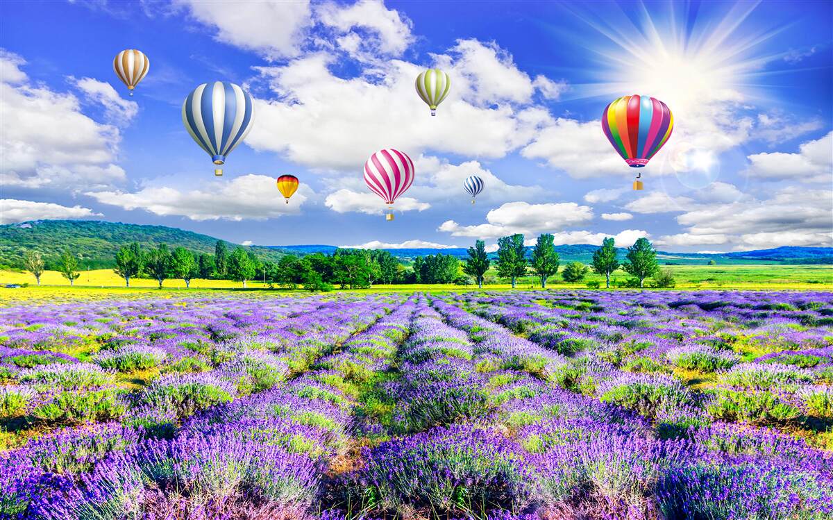 Fototapeta let balónom nad levanduľovým poľom