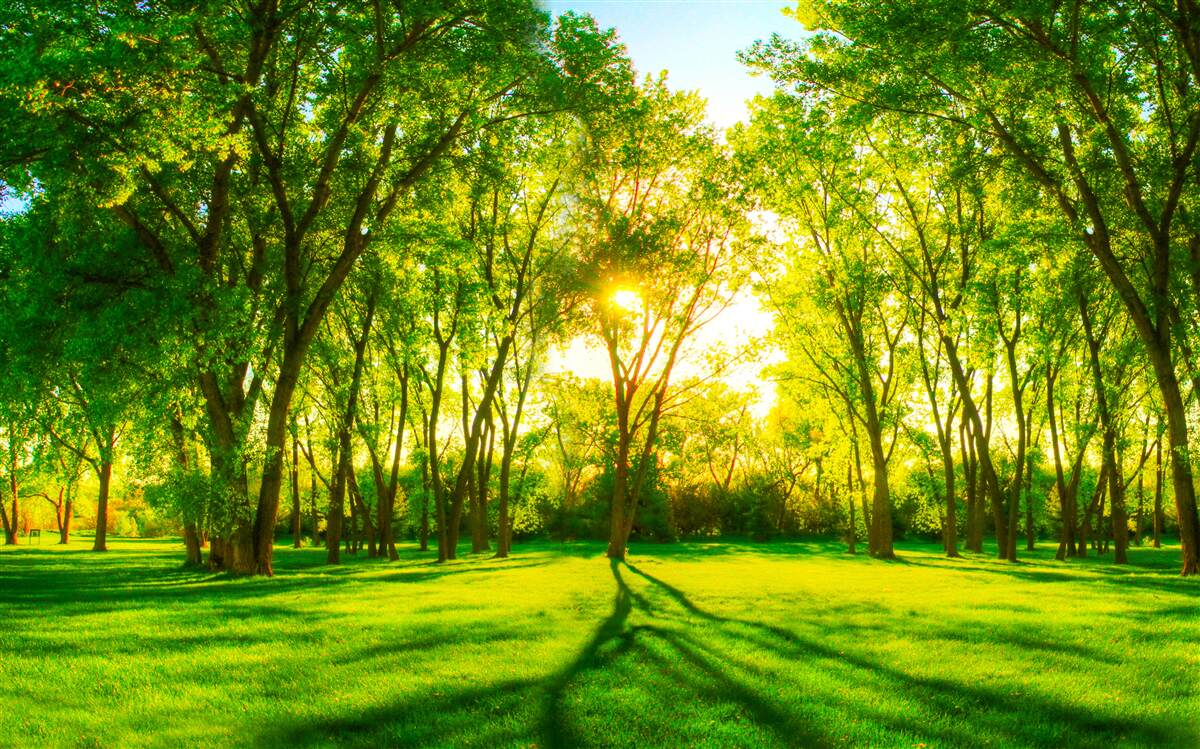 Fototapeta vo svetlej palete zeleného ranného lesa