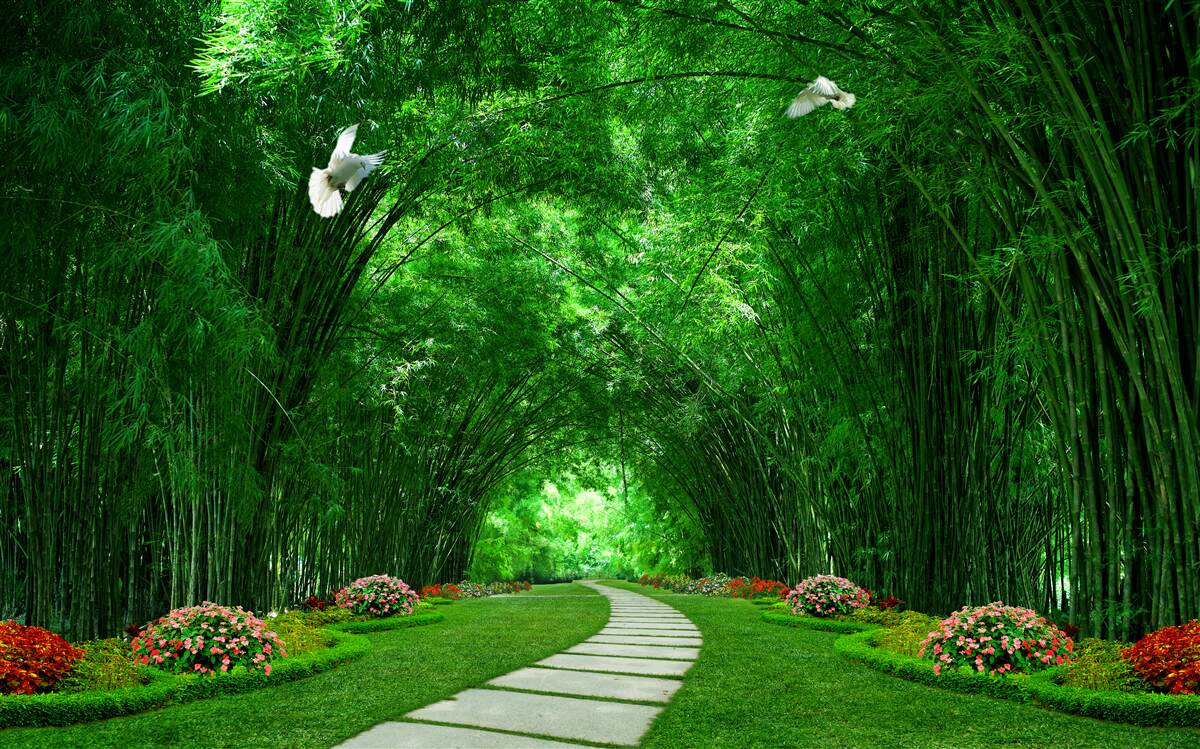 Fototapeta Cesta cez tunel vytvorený korunami stromov