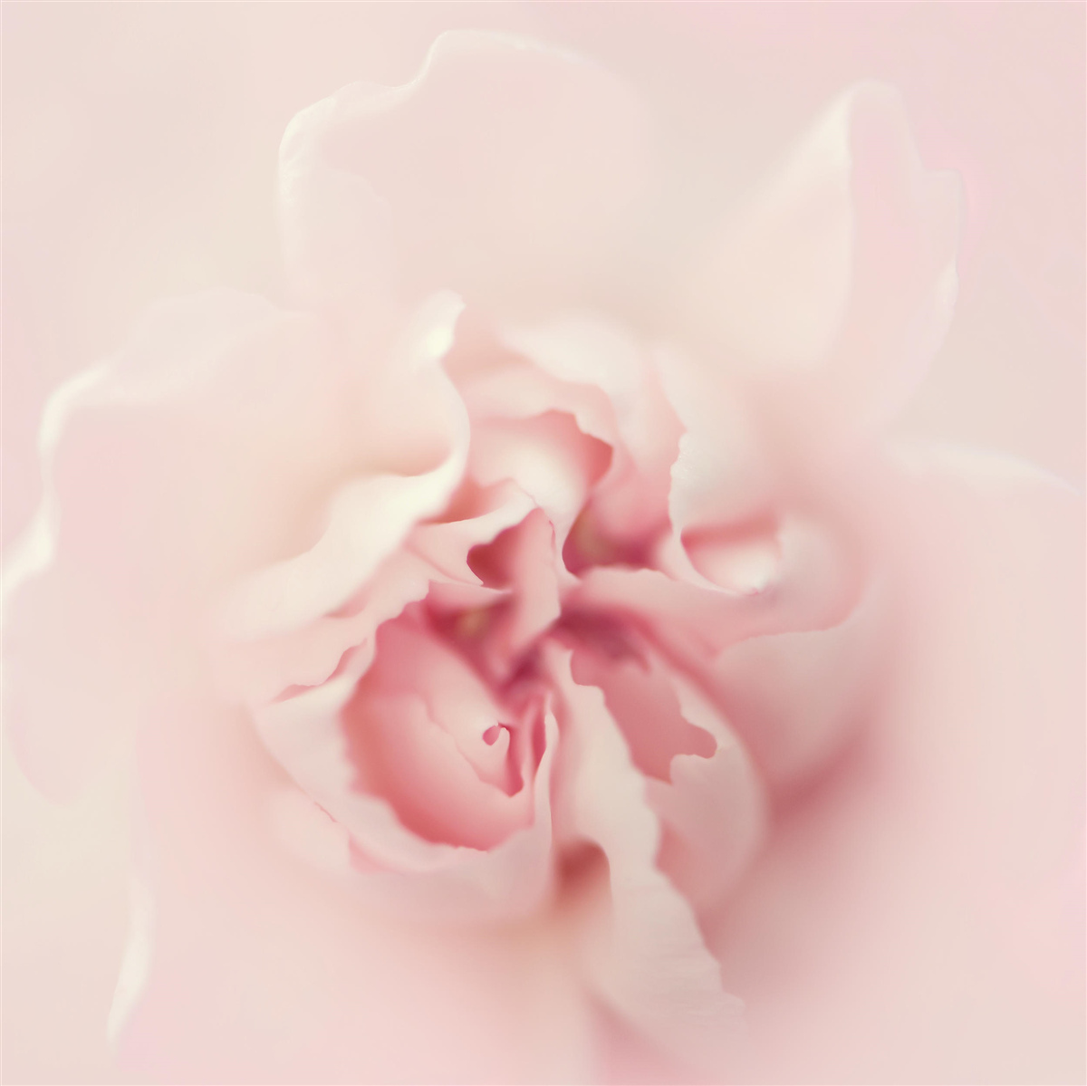 Fototapeta detailný obrázok ružového kvetinového srdca