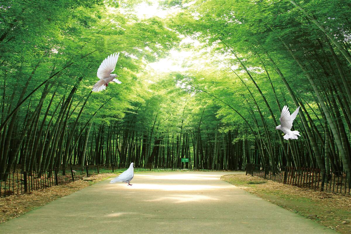 Fototapeta vstúpte do botanickej záhrady, upravenej a obývanej holubmi