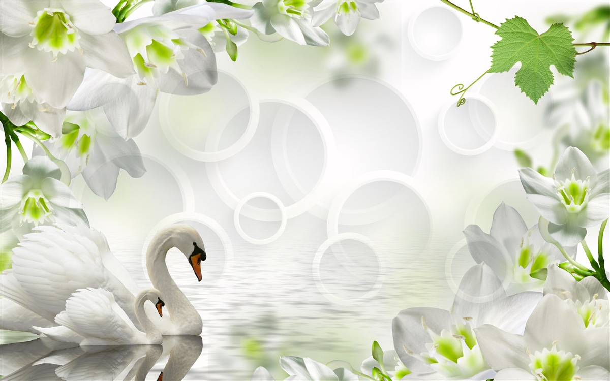 Fototapeta biele kvety na jazere medzi labuťami