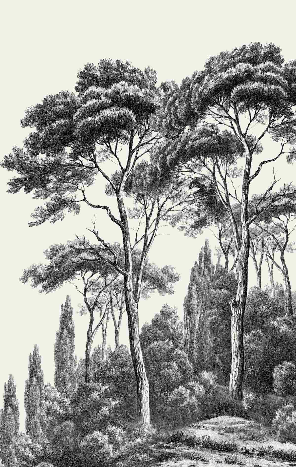 Fototapeta borovice z Talianska v čiernobielych odtieňoch