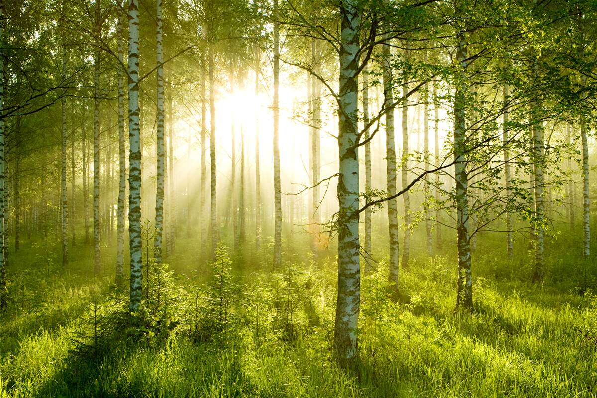 Fototapeta Svitanie v brezovom lese