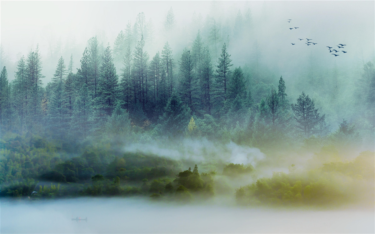 Fototapeta hypnotizujúce ticho v hmlistých lesoch