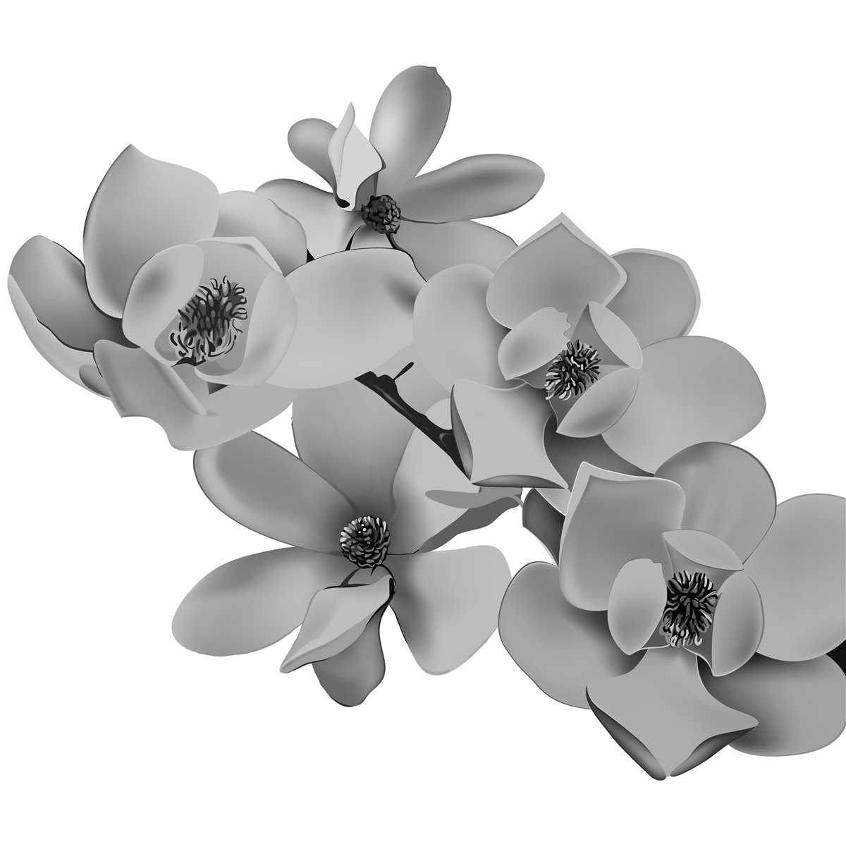 Fototapeta šarlátové kvety na čisto bielom pozadí