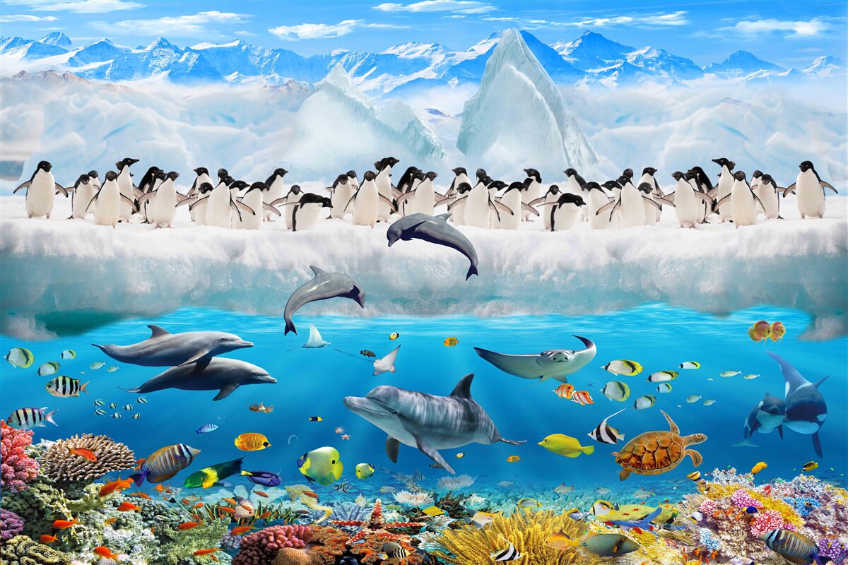 Fototapeta delfíny a tučniaky žijú v koralových útesoch