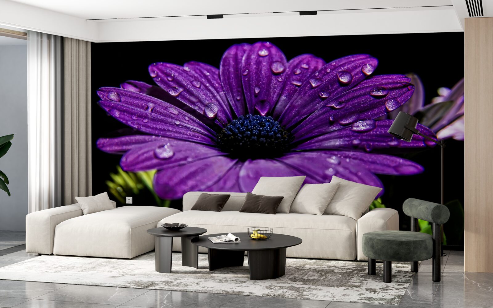 Fototapeta kvapky vody na fialovom kvete gerbery