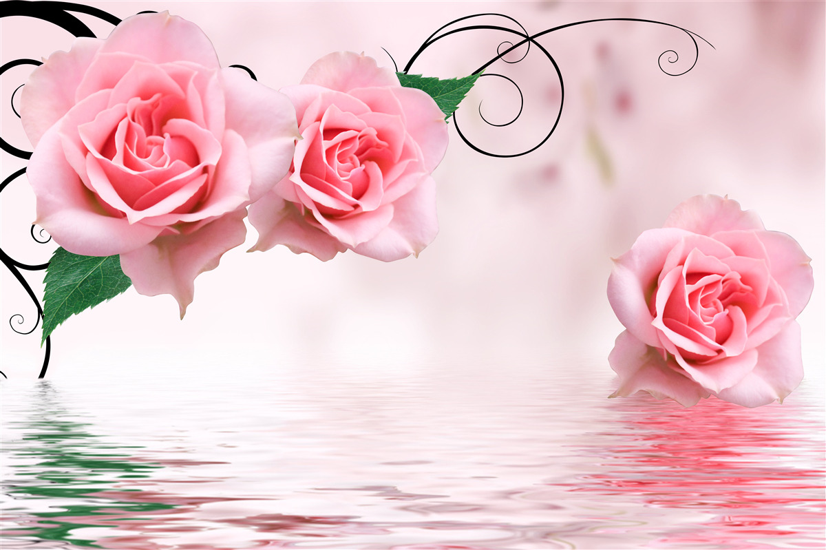 Fototapeta odraz ružovej ruže vo vode