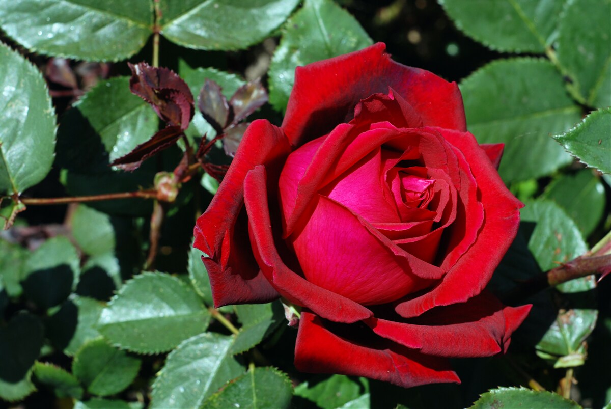 Fototapeta v záhrade kvitla šarlátová ruža