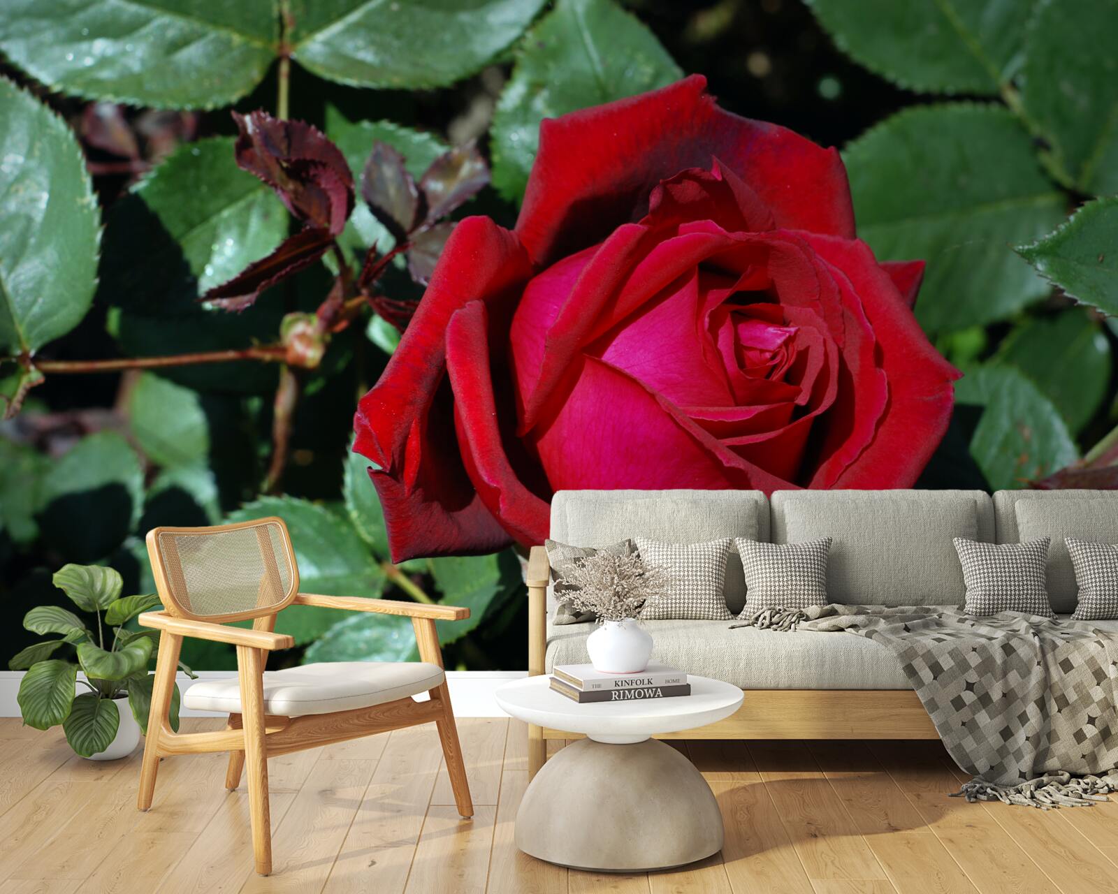 Fototapeta v záhrade kvitla šarlátová ruža