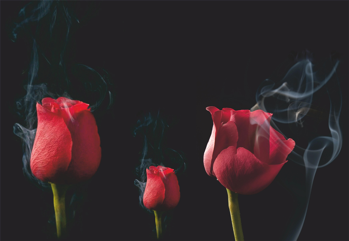 Fototapeta v dyme kvitne červená ruža