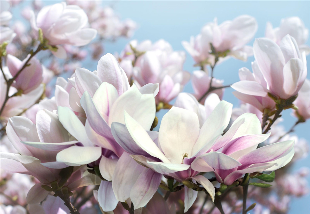 Fototapeta magnólia zahalená v kvetoch