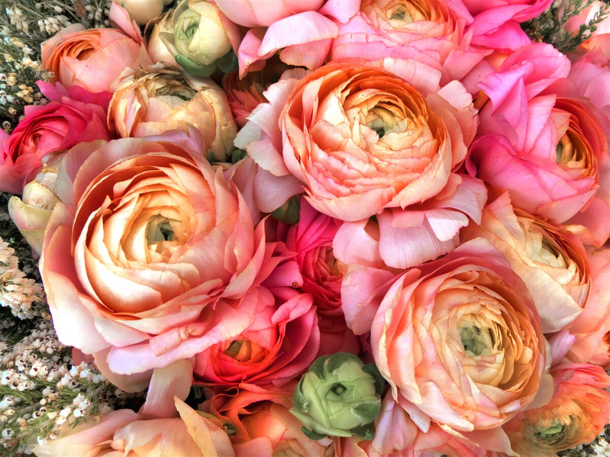 Fototapeta pivonky so širokou škálou farieb