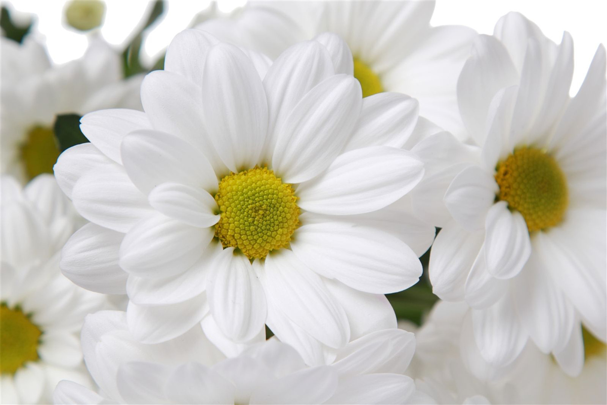 Fototapeta zloženie snehovo bielych chryzantém