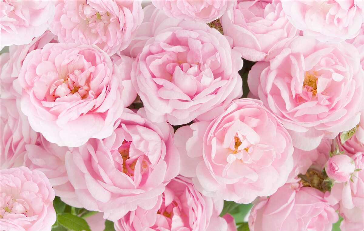 Fototapeta ružové ruže zhromaždené v čajovej kytici