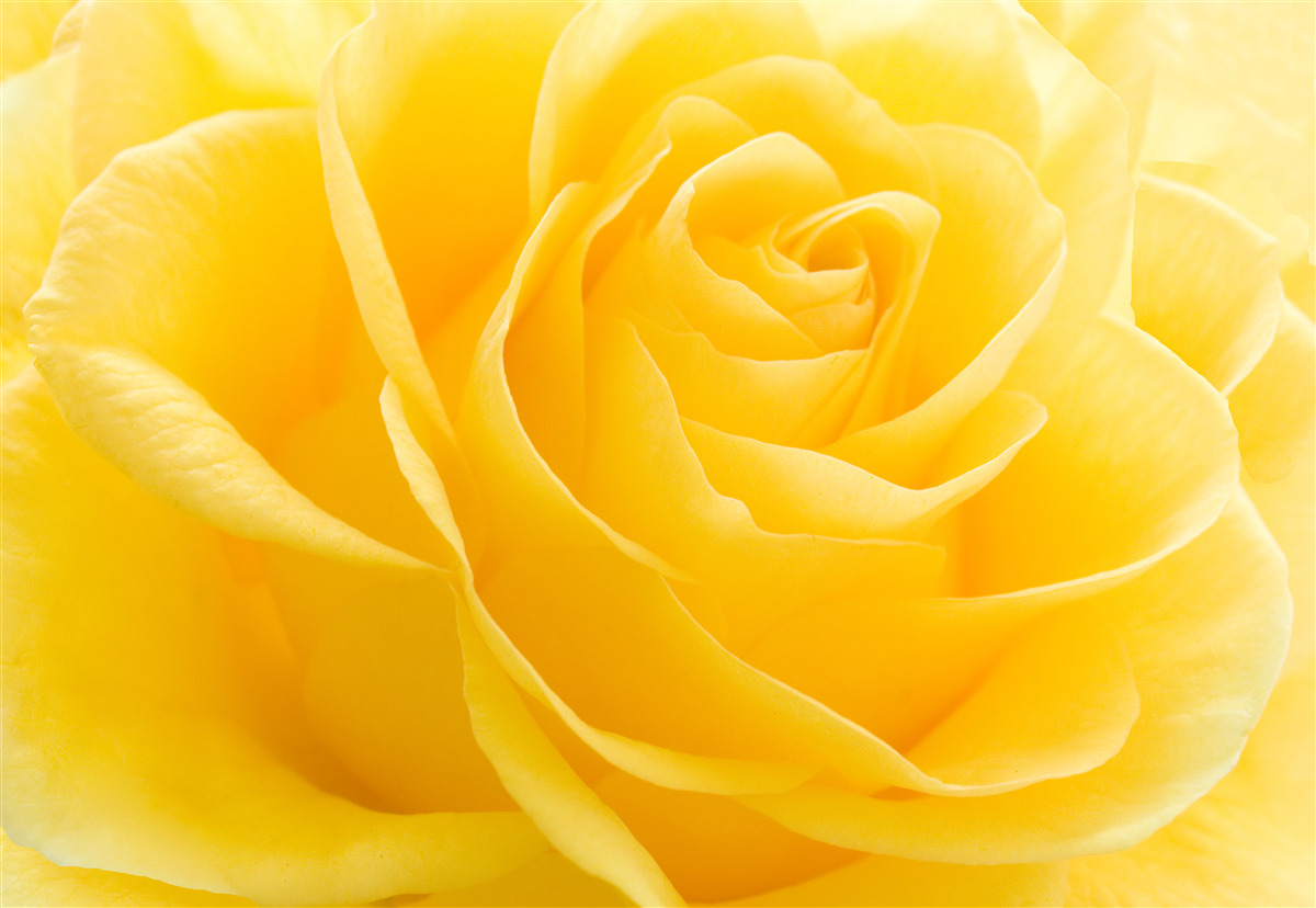 Fototapeta makrofotografia žltého ružového kvetu