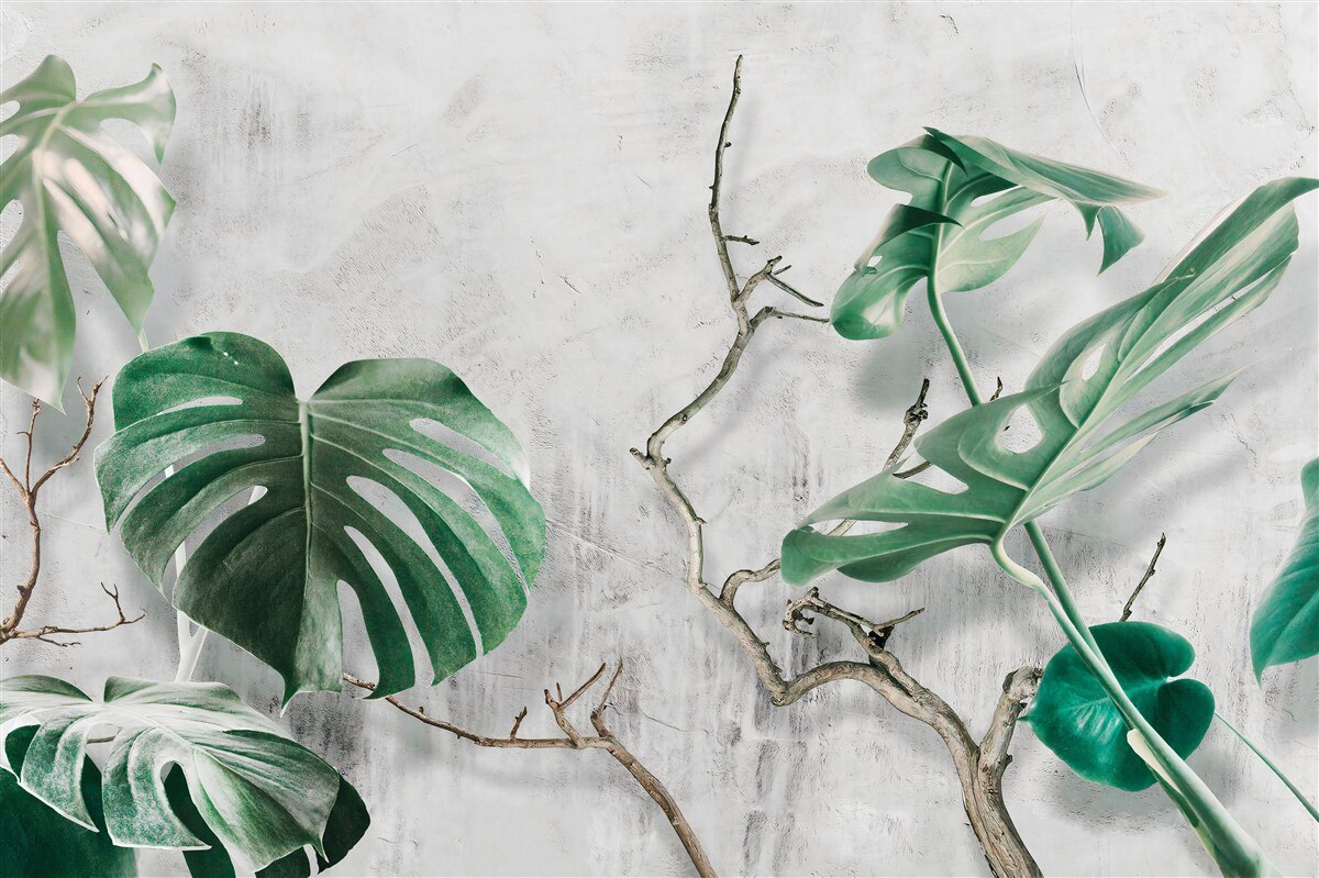 Fototapeta tropické príšery so zelenými vetvami