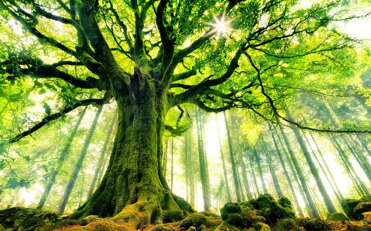 Fototapeta majestátny strom existencie víta východ slnka