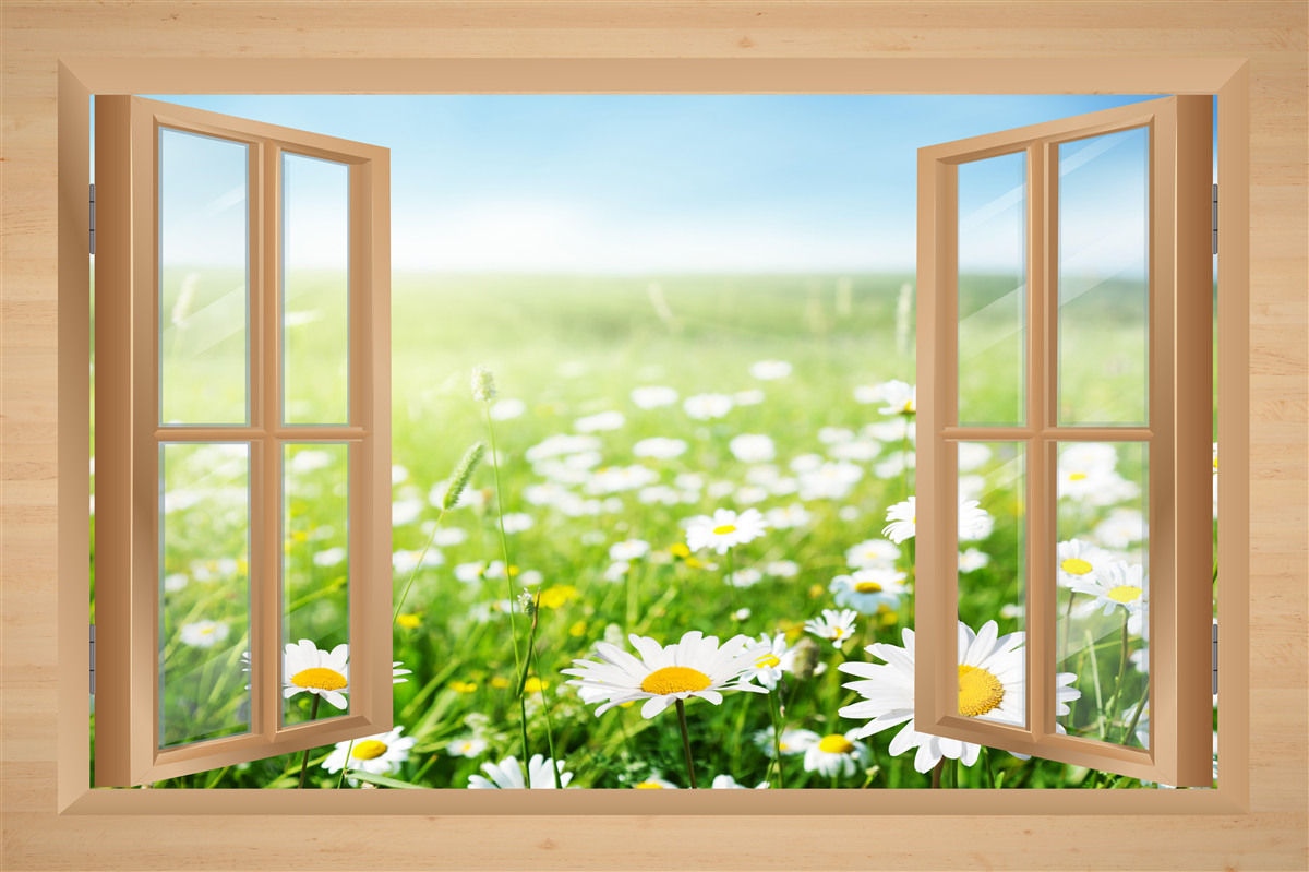 Fototapeta pohľad z okna na pole rumančeka