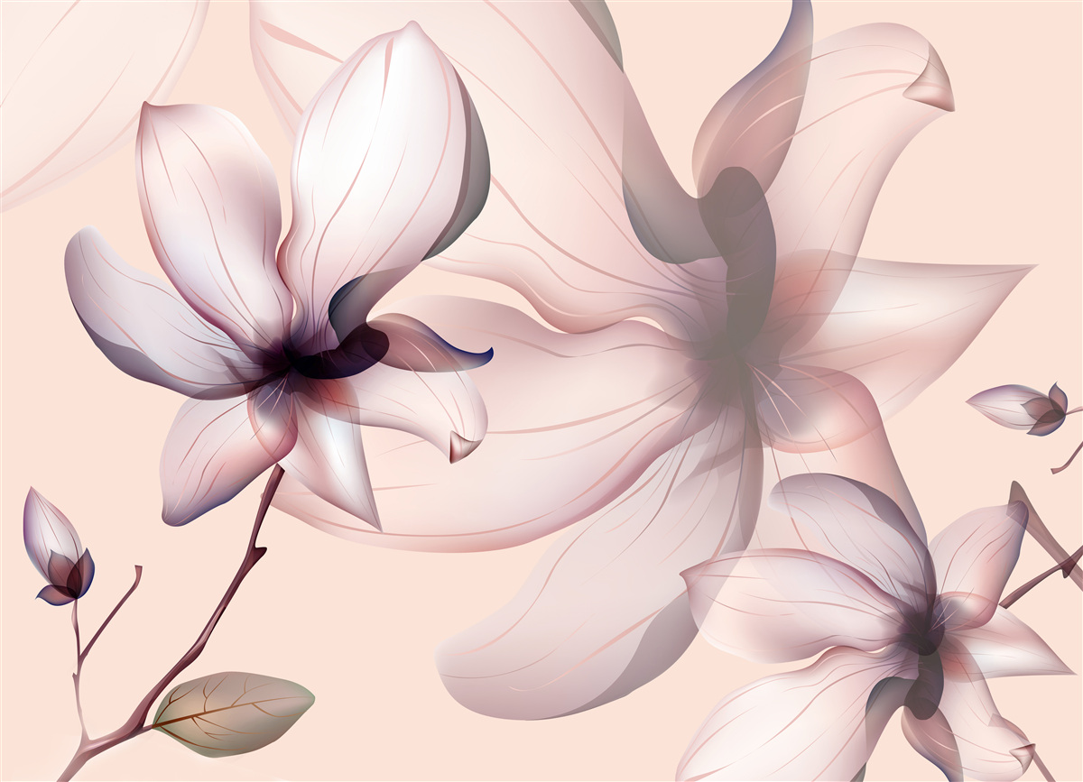 Fototapeta svetlé pozadie s magnóliami