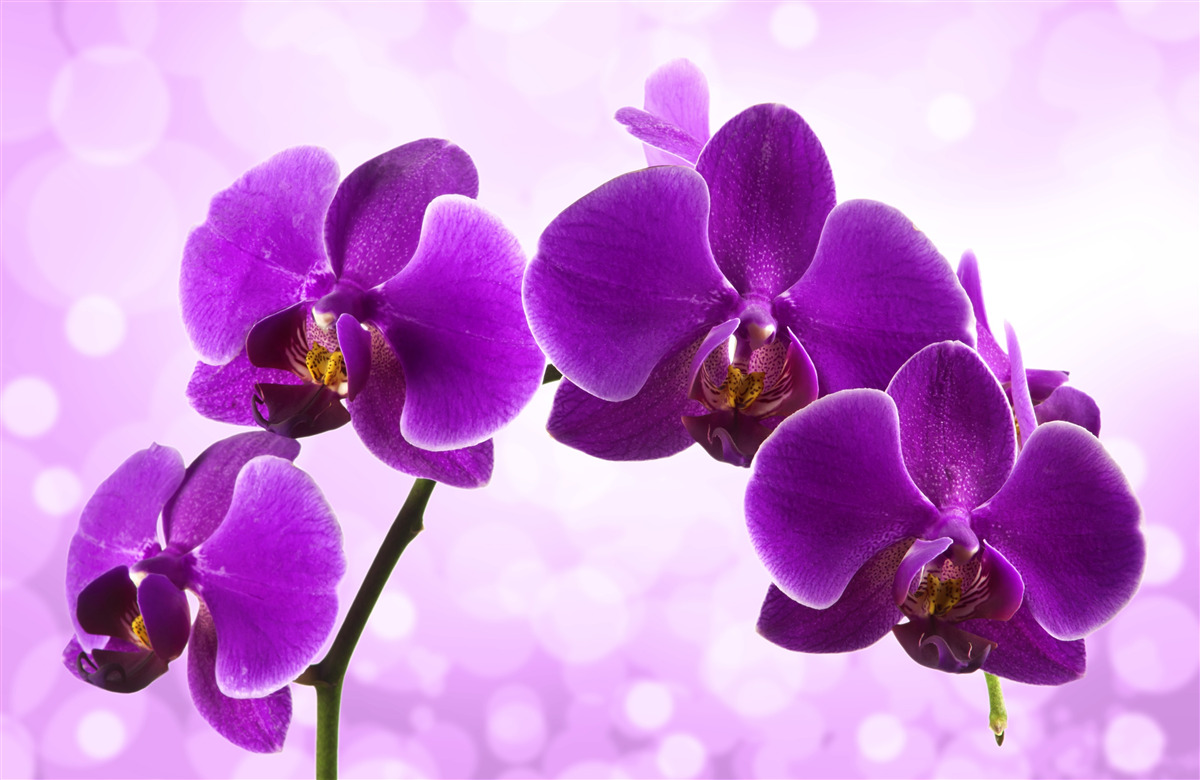 Fototapeta tmavofialová orchidea