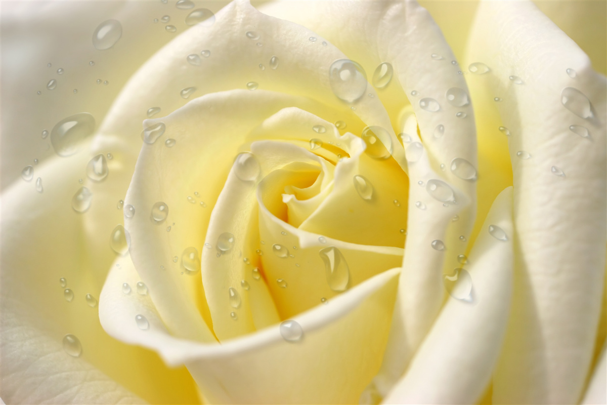 Fototapeta kvapky dažďa na žltej ruži