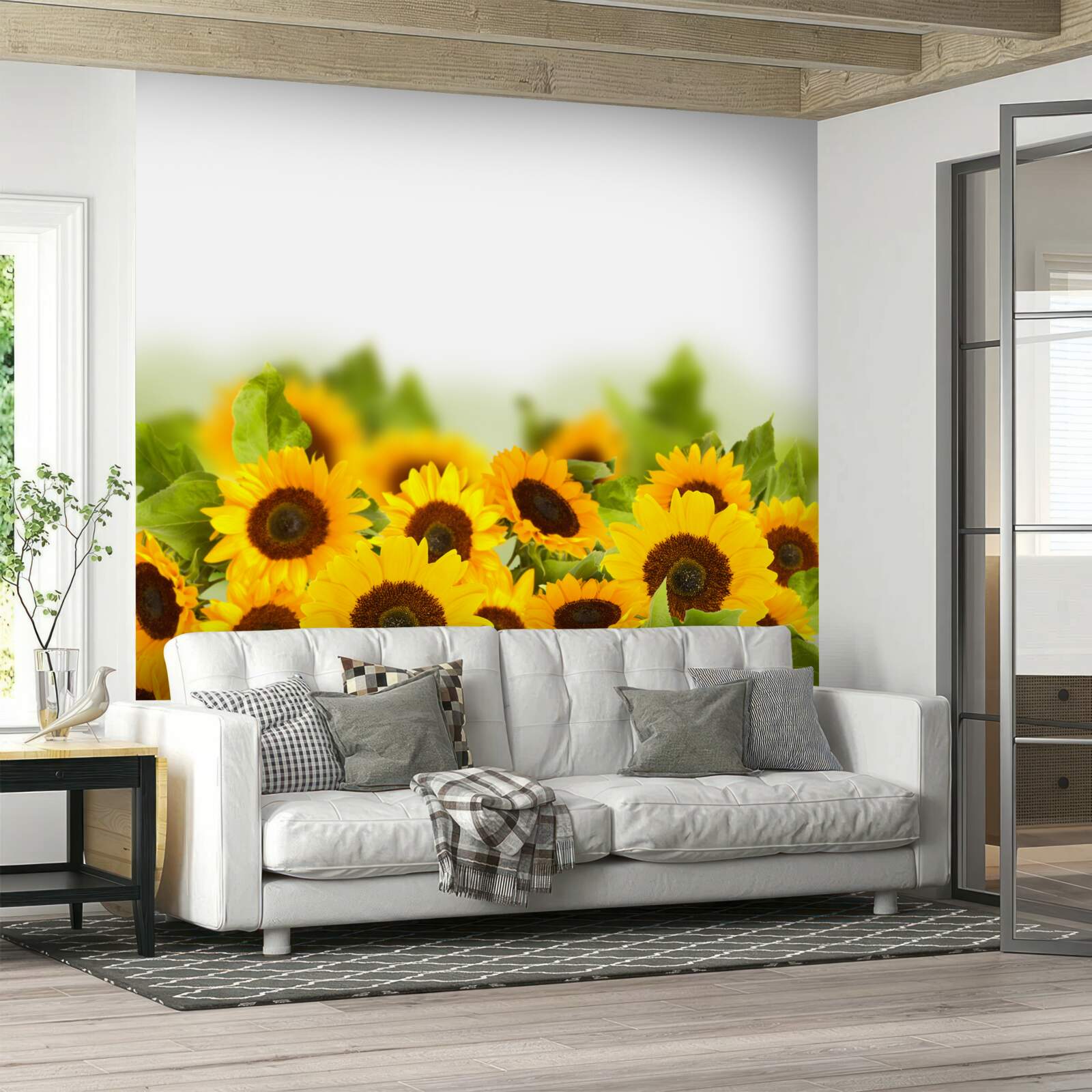 Fototapeta slnečnicové pole v mladosti