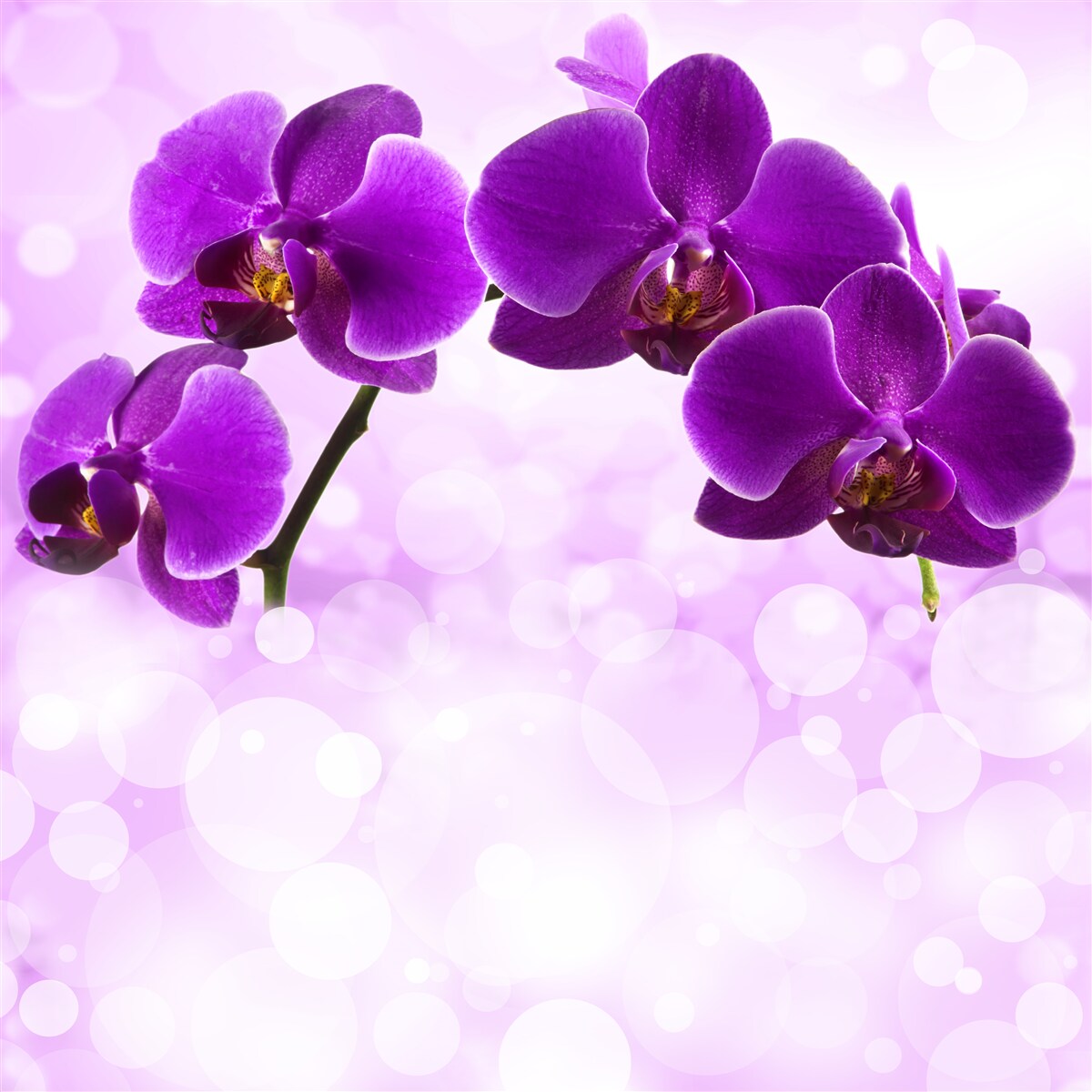 Fototapeta orchidey s tmavofialovými kvetmi