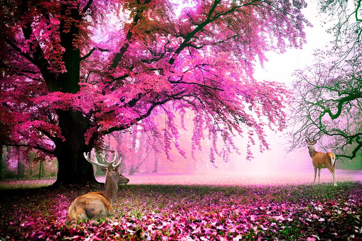 Fototapeta okolo lieta sakura v ružovom