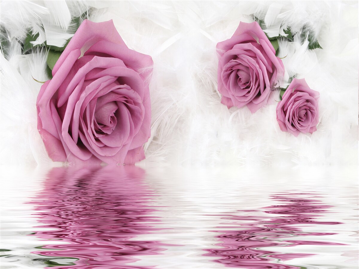 Fototapeta orgovánové ruže v tekutom prvku