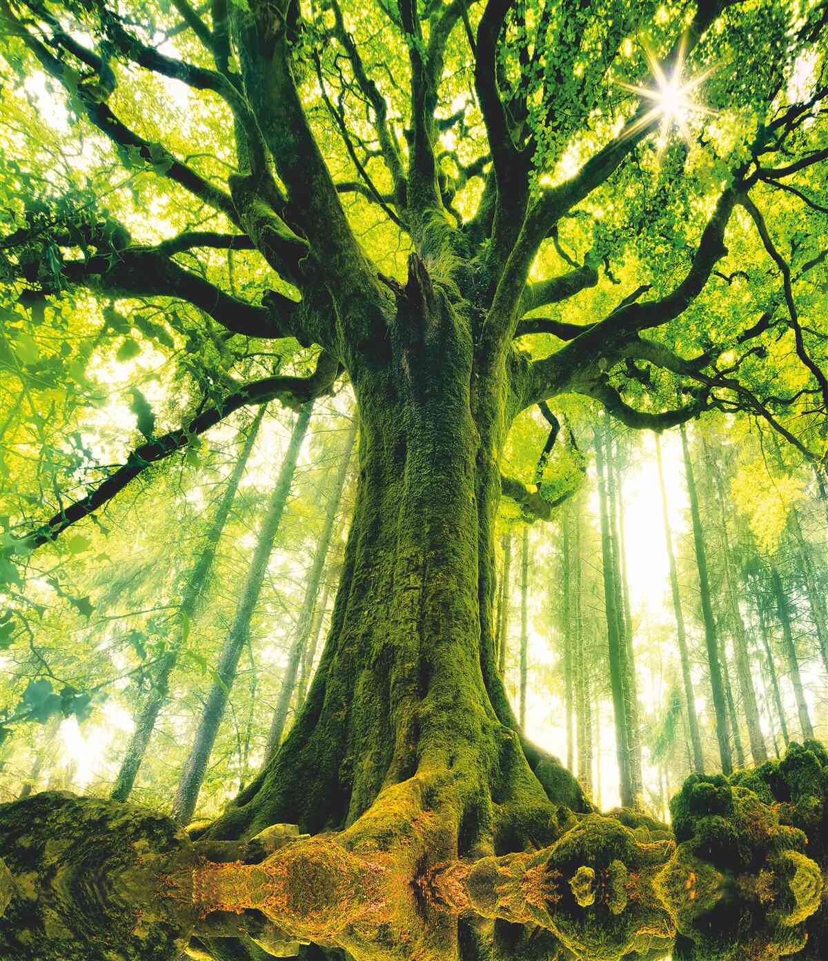 Fototapeta strom života v rannom lese